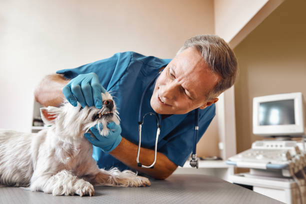 Best After-Hours Emergency Dentist in Barrington, IL
